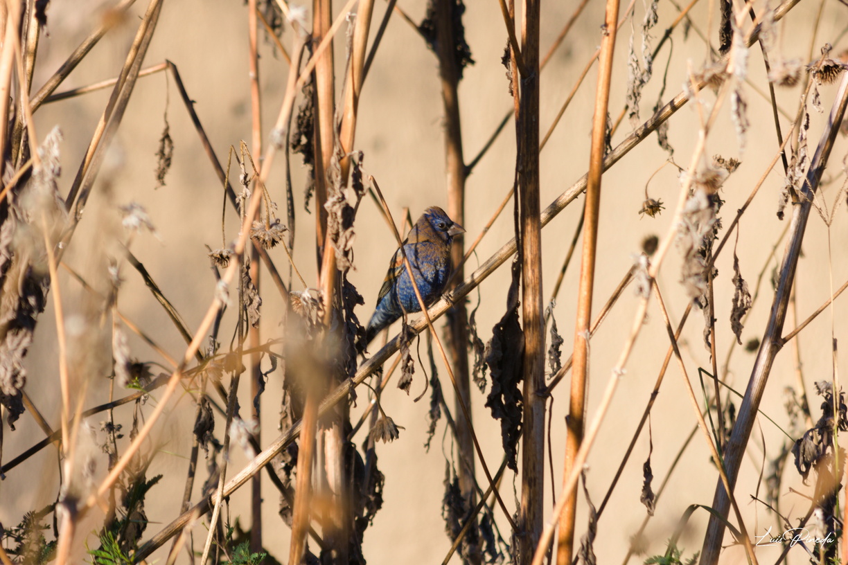 Picogrueso Azul (Guiraca caerulea)
